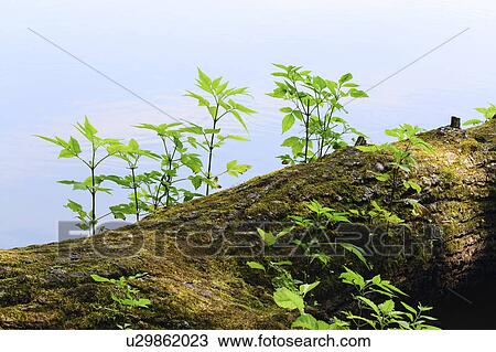 Stock Image - Young plants growing on tree trunk. Fotosearch