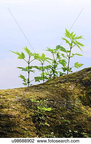 Stock Image - Young plants growing on tree trunk. Fotosearch