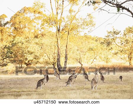 Stock Image - Australia, Canberra, Watchful kangaroos in grassy field. Fotosearch