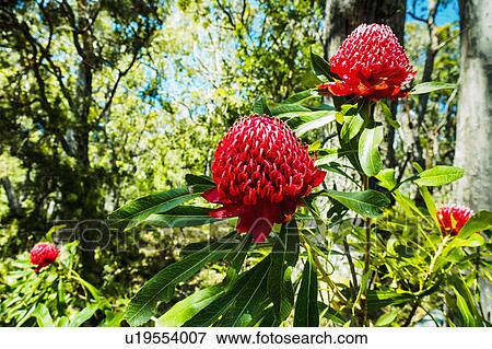 Stock Photo - Australia, New South Wales, Katoomba, Telopea speciosissima also known as waratahs. Fotosearch
