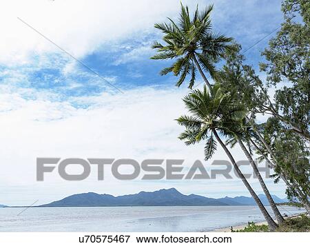 Stock Photo - Australia, Queensland, Palm trees at beach. Fotosearch