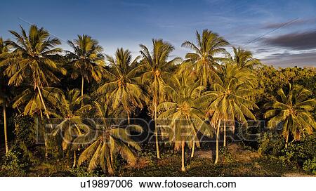 Stock Photograph - Australia, Queensland, Palm trees at dusk. Fotosearch