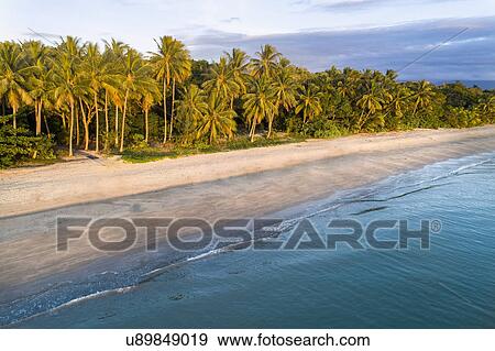 Stock Photo - Australia, Queensland, Palm trees on coastline. Fotosearch