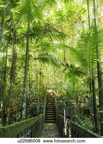 Stock Photo - Australia, Queensland, Steps in rainforest. Fotosearch