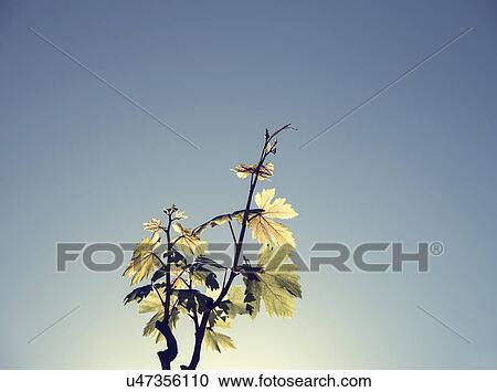 Stock Image - Backlit vine leaves against clear blue sky. Fotosearch