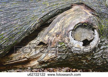 Bark of Oak (Quercus) View Large Photo Image Stock Image - Bark of Oak (Quercus). Fotosearch