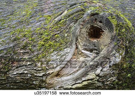 Stock Photo - Bark of Oak (Quercus). Fotosearch