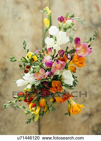 Stock Image - Bouquet of freesias. Fotosearch