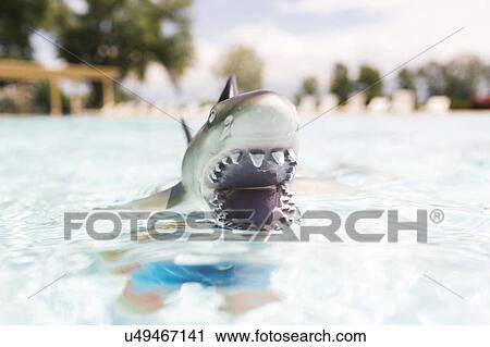 Stock Image - Boy (6-7) playing with toy shark in swimming pool. Fotosearch