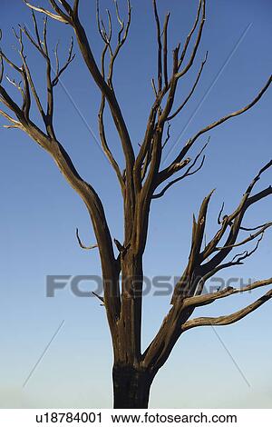 Stock Image - Burnt tree on Wetherill Mesa in Mesa Verde National Park. Fotosearch