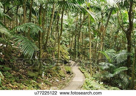 Stock Image - Caribbean Islands, Saint Lucia, Path in tropical forest. Fotosearch