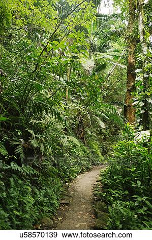 Caribbean Islands, Saint Lucia, Path in tropical forest View Large Photo Image Stock Photo - Caribbean Islands, Saint Lucia, Path in tropical forest. Fotosearch