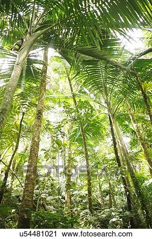 Caribbean Islands, Saint Lucia, Tropical forest View Large Photo Image Stock Image - Caribbean Islands, Saint Lucia, Tropical forest. Fotosearch