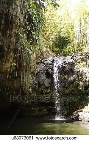 Caribbean Islands, Saint Lucia, Waterfall in forest View Large Photo Image Stock Image - Caribbean Islands, Saint Lucia, Waterfall in forest. Fotosearch