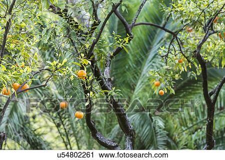 Close up of fruit tree View Large Photo Image Stock Image - Close up of fruit tree. Fotosearch