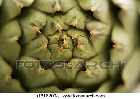 Close-up of green artichoke View Large Photo Image Stock Photo - Close-up of green artichoke. Fotosearch