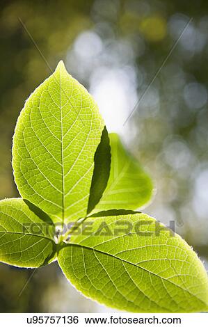 Stock Photograph - Close up of Japanese Stewartia leaf. Fotosearch