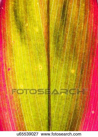Stock Photo - Close up of leaf. Fotosearch