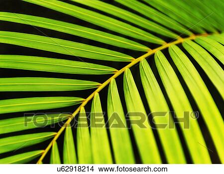 Picture - Close-up of palm leaf on black background. Fotosearch