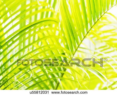 Stock Image - Close-up of palm leaf on white background. Fotosearch