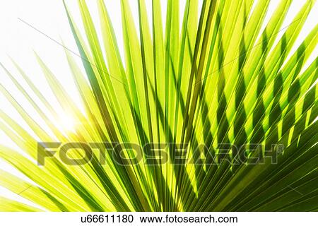 Stock Image - Close-up of palm leaf on white background. Fotosearch