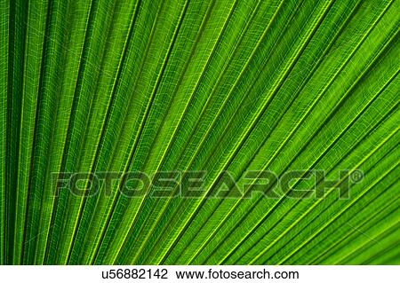 Stock Image - Close-up of palm leaf. Fotosearch