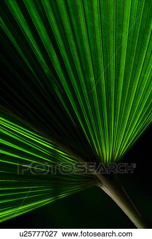 Stock Photo - Close-up of palm leaf. Fotosearch