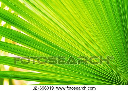 Close-up of palm leaf View Large Photo Image Stock Photo - Close-up of palm leaf. Fotosearch