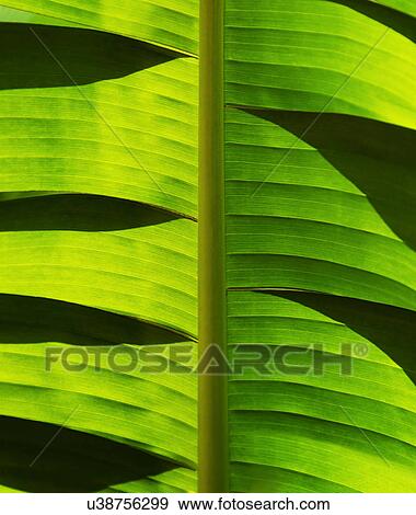 Stock Photo - Close-up of palm leaf. Fotosearch
