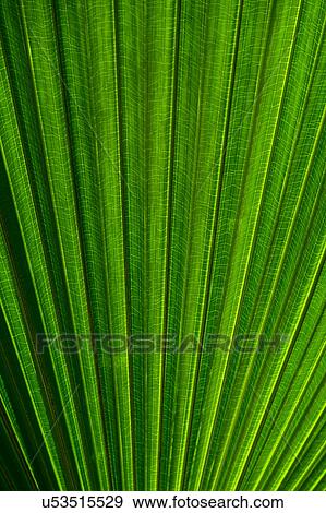 Stock Photo - Close-up of palm leaf. Fotosearch