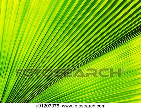 Stock Photography - Close-up of palm leaf. Fotosearch