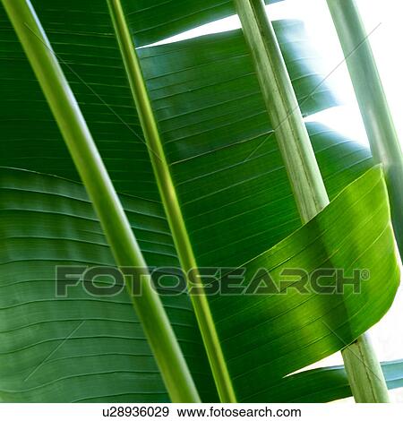 Stock Photo - Close-up of palm leaves. Fotosearch