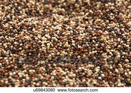 Close-up of quinoa View Large Photo Image Stock Image - Close-up of quinoa. Fotosearch