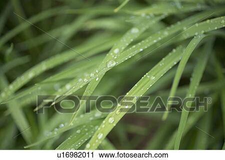 Close-up of raindrops on grass View Large Photo Image Stock Image - Close-up of raindrops on grass. Fotosearch