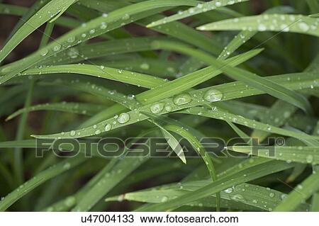 Close-up of raindrops on grass View Large Photo Image Stock Image - Close-up of raindrops on grass. Fotosearch