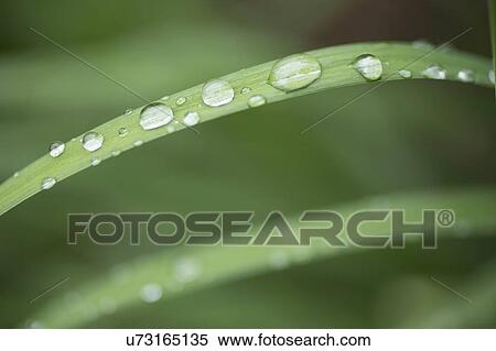 Close-up of raindrops on grass View Large Photo Image Stock Photography - Close-up of raindrops on grass. Fotosearch