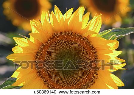 Close-up of sunflower View Large Photo Image Stock Image - Close-up of sunflower. Fotosearch
