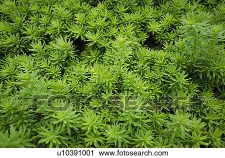 Close-up of wet leaves View Large Photo Image Stock Image - Close-up of wet leaves. Fotosearch