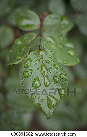Stock Image - Close-up of wet leaves. Fotosearch