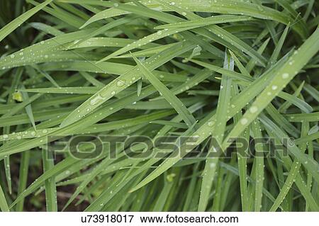 Close-up of wet leaves View Large Photo Image Stock Photo - Close-up of wet leaves. Fotosearch