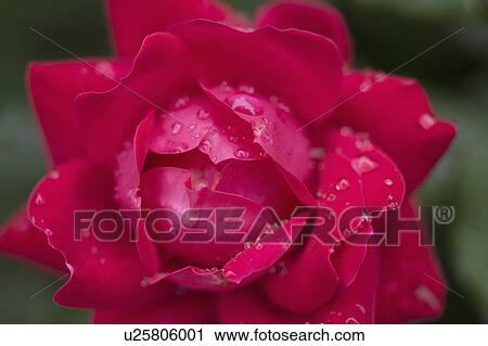 Close-up of wet rose View Large Photo Image Stock Image - Close-up of wet rose. Fotosearch