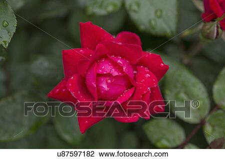 Close-up of wet rose View Large Photo Image Stock Image - Close-up of wet rose. Fotosearch