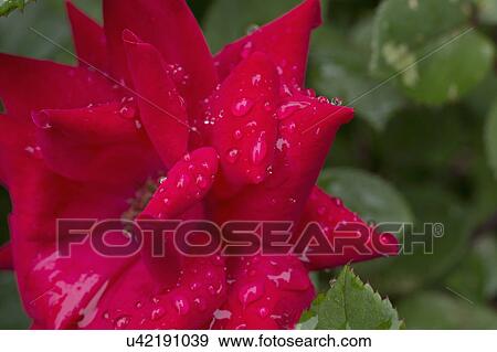 Close-up of wet rose View Large Photo Image Stock Photo - Close-up of wet rose. Fotosearch