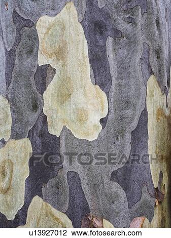 Stock Image - Detail of gum tree bark peeling off. Fotosearch