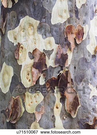 Detail of gum tree bark peeling off View Large Photo Image Stock Photo - Detail of gum tree bark peeling off. Fotosearch