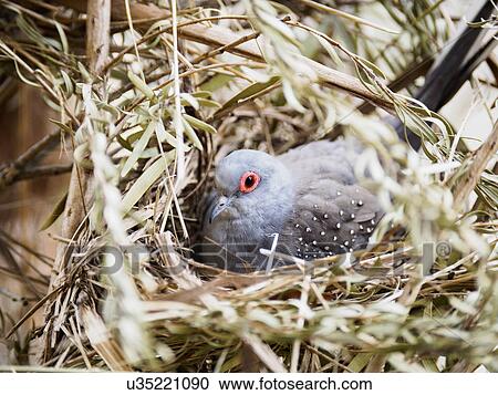 Stock Image - Diamond dove (Geopelia cuneata) in nest. Fotosearch