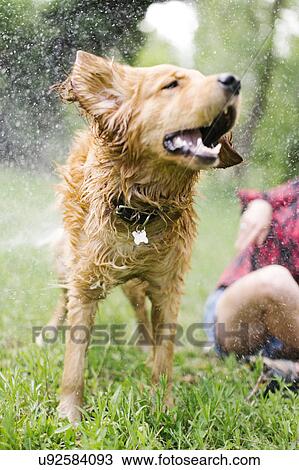 Stock Image - Dog shaking off water in park. Fotosearch