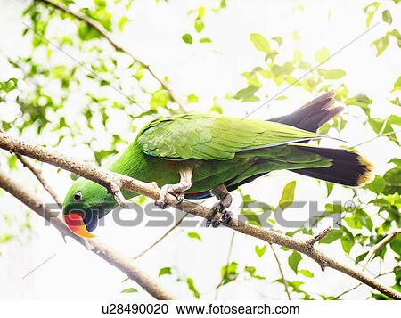 Stock Image - Eclectus parrot (Eclectus roratus) perching on branch. Fotosearch