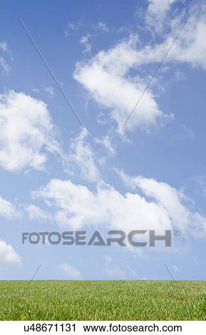 Stock Image - Field of green grass. Fotosearch