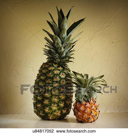 Fresh and rotting pineapples against yellow wall View Large Photo Image Stock Image - Fresh and rotting pineapples against yellow wall. Fotosearch